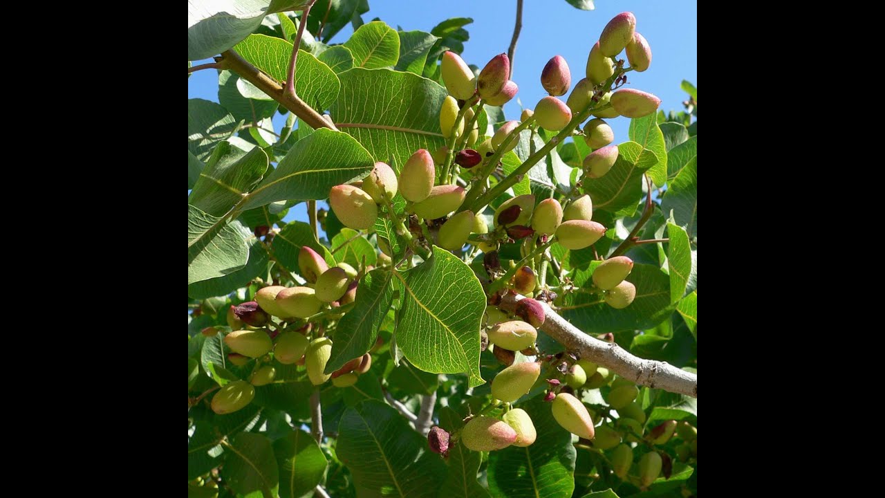 موسم حصاد الفستق الحلبي في مدينة مورك بريف حماة