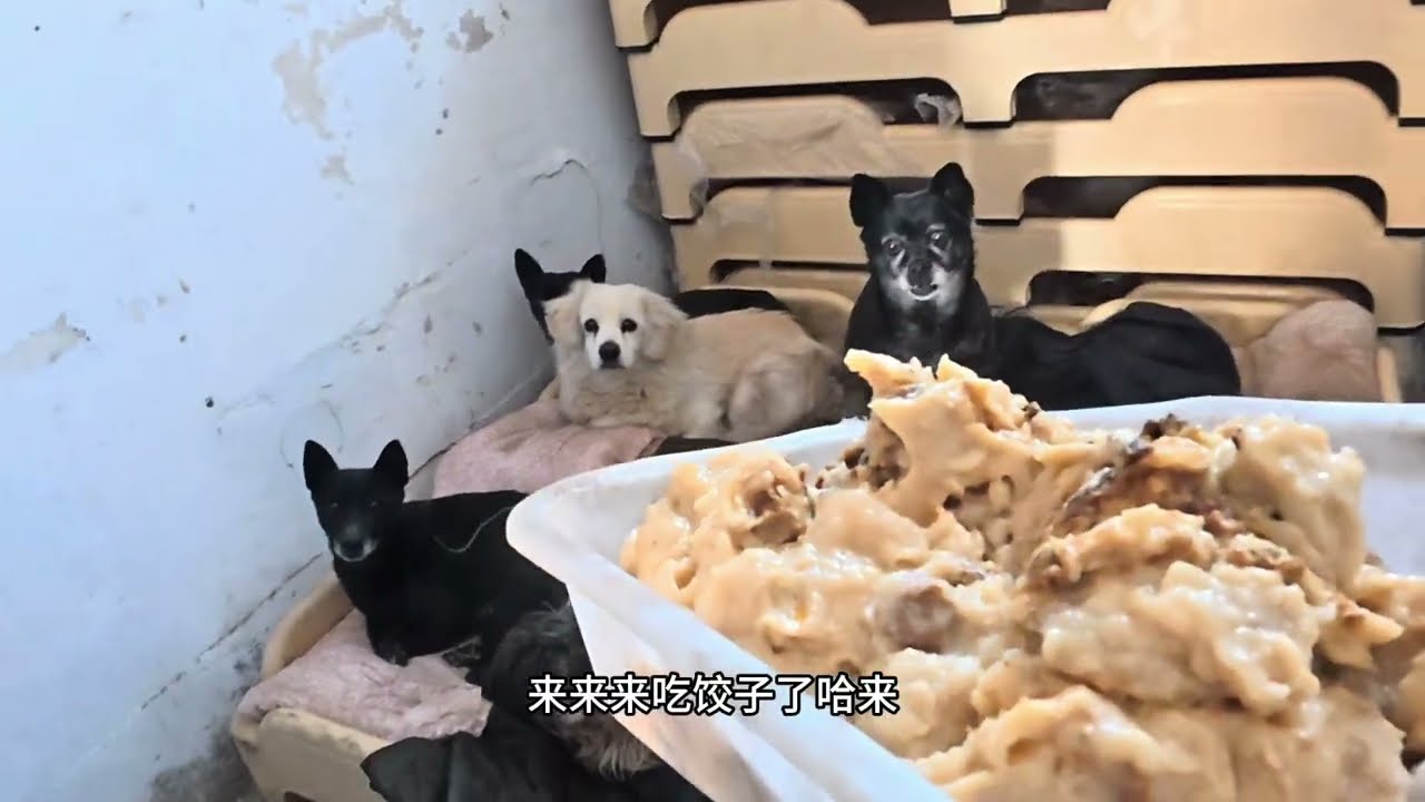 艰难的动物救援，小乐从未停下脚步