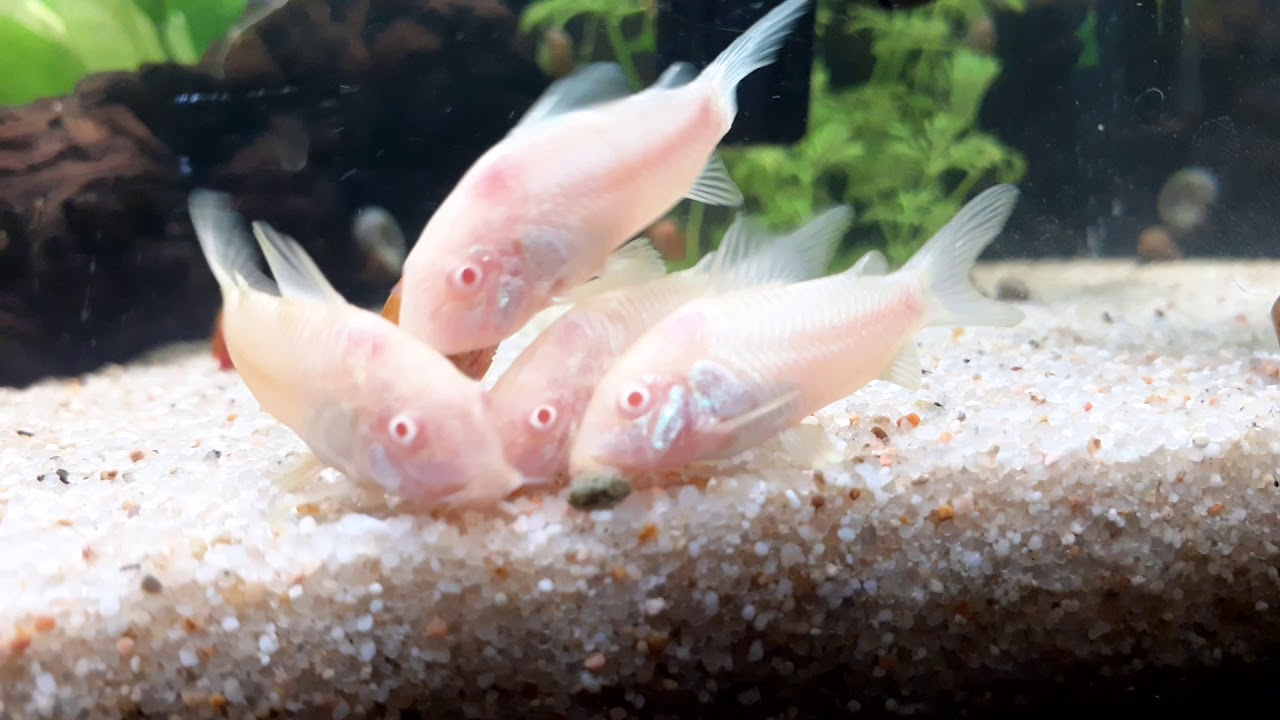 Corydoras Albinas HD