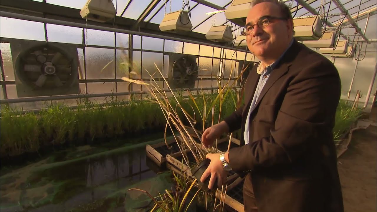 Une solution naturelle pour d&eacute;polluer l'eau