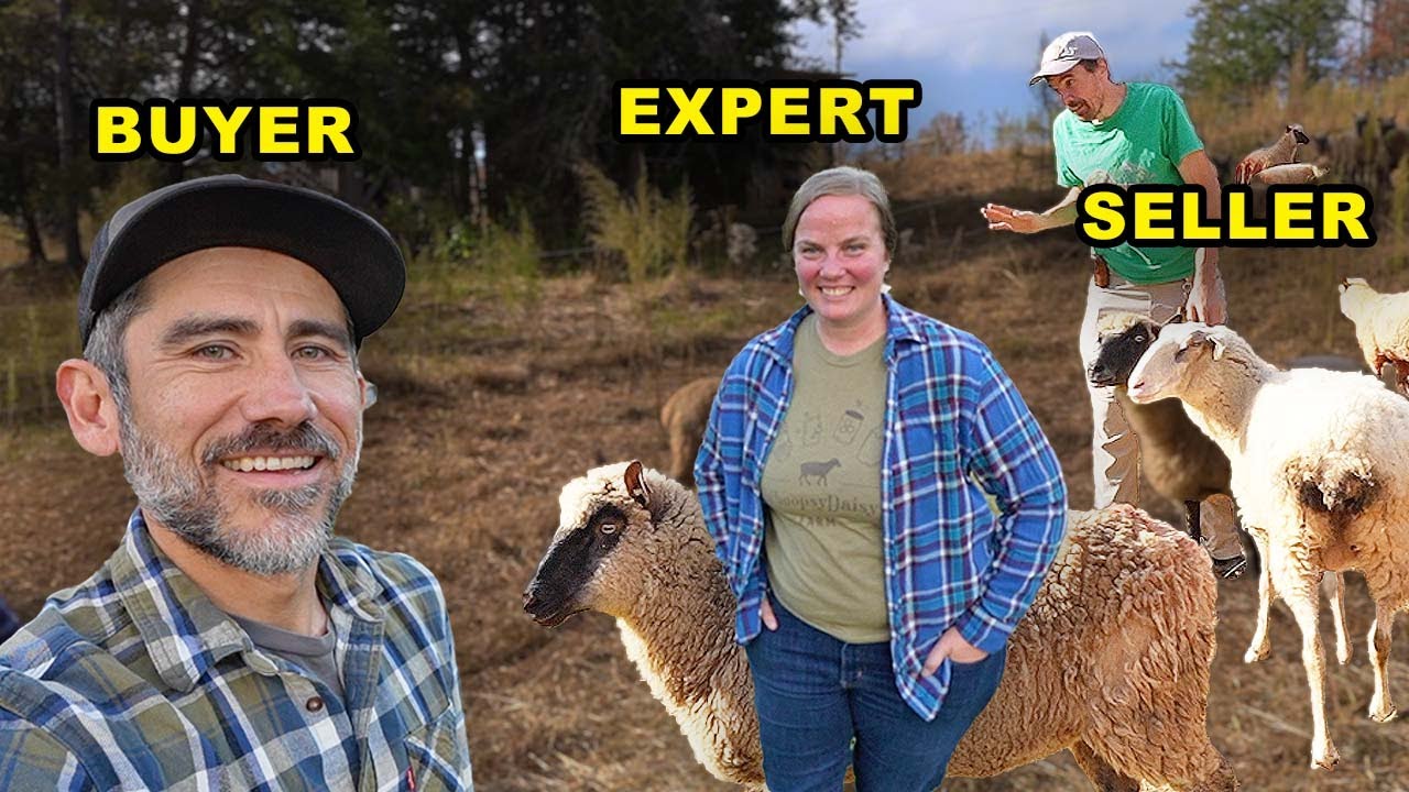 Sheep Expert Gives Us A Consultation for Our Homestead