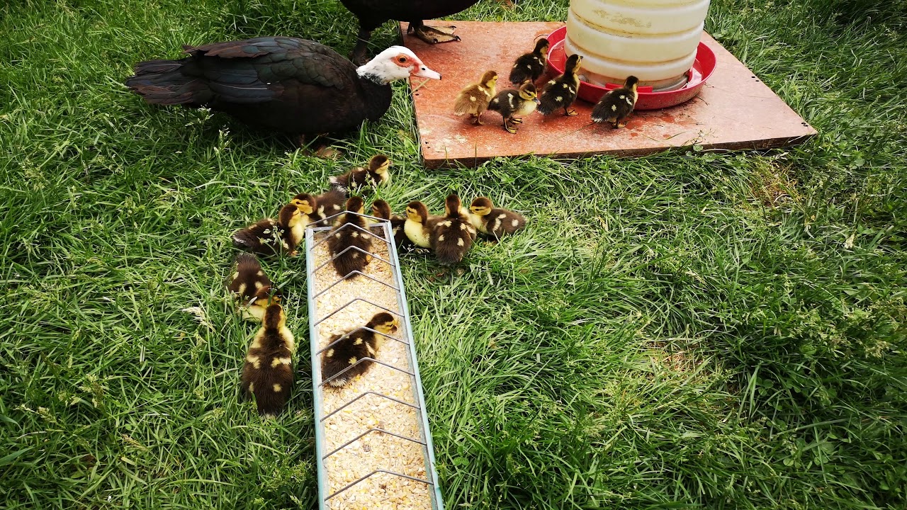 Muscovy duckling 3 day old baby ducks feeding with mama