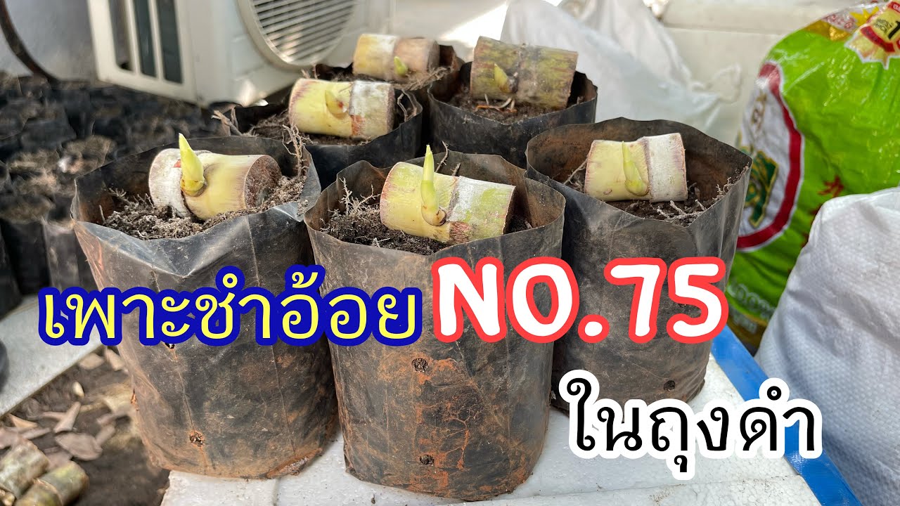 เพาะชำอ้อย No.75 ลงในถุงดำ |ไร่เติมสุข