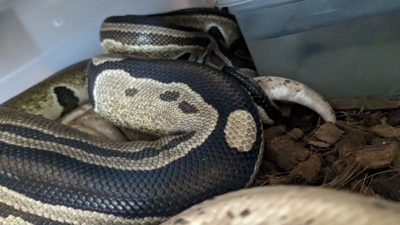 Problems With Ball Pythons. Should We Quit?