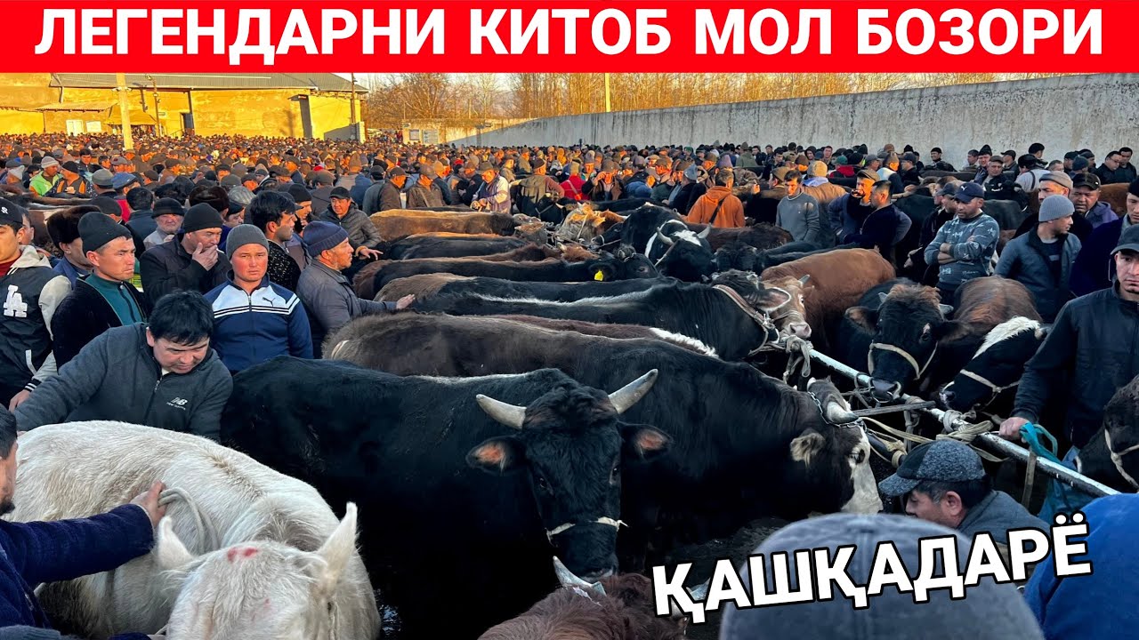 ҚАШҚАДАРЁ ВИЛОЯТИ КИТОБ ТУМАНИ МОЛ БОЗОРИ. ХАҚИҚИЙ ПАРОДА ҚОРА МОЛЛАР КЕЛАДИГАН МОЛ БОЗОР. 10-ЯНВАР