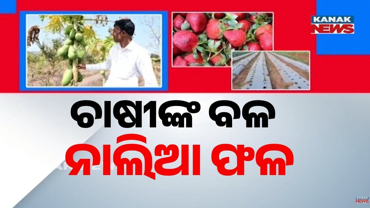 Bazaar Halchaal: From Mining Layoff to Strawberry Success | Odisha Farmer Creates New Livelihood