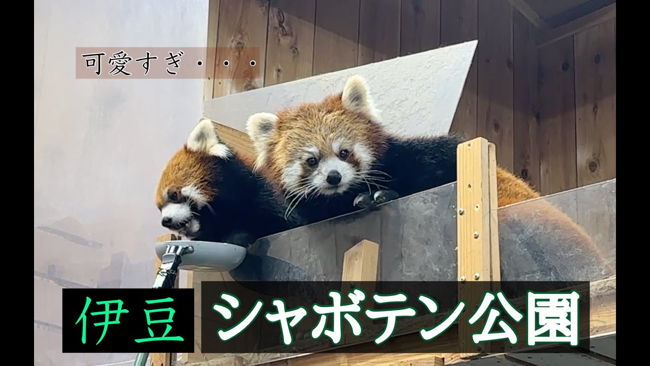 【静岡県】伊豆シャボテン公園は、動物好きに最高すぎた・・・