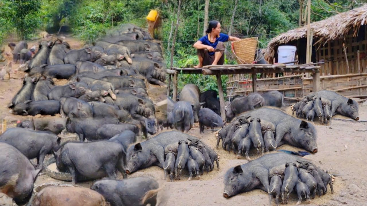 The journey of raising 100 pigs in the forest to grow up very quickly