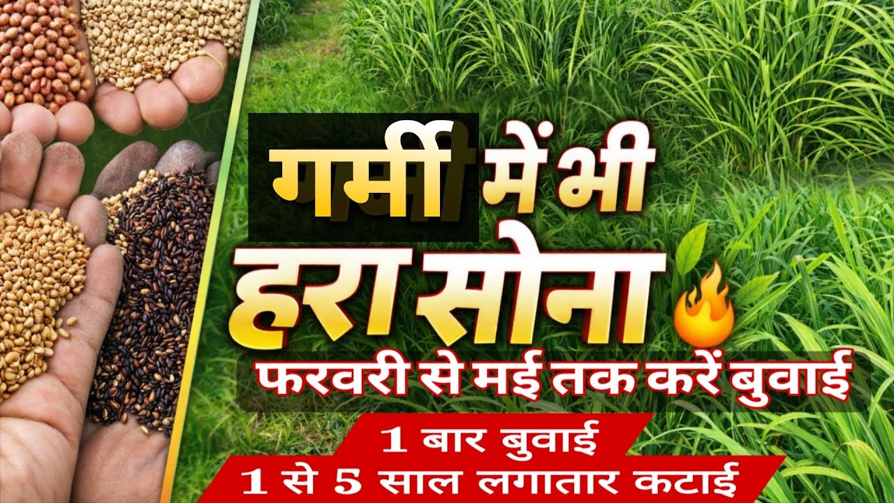 गर्मी में भी हरा सोना 🌱 Red Sweet Sudan Grass | फरवरी–मई बुवाई | 1 बुवाई 8 कटाई