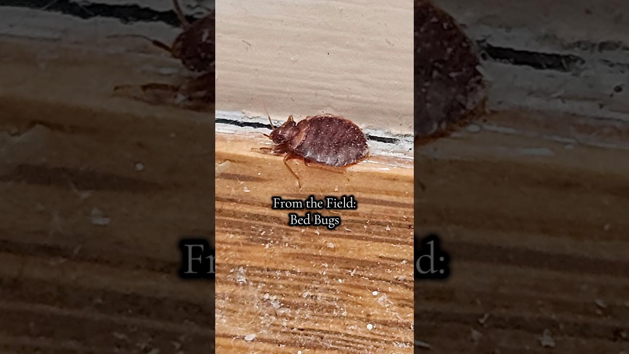 Here’s some real footage of bed bug activity!
