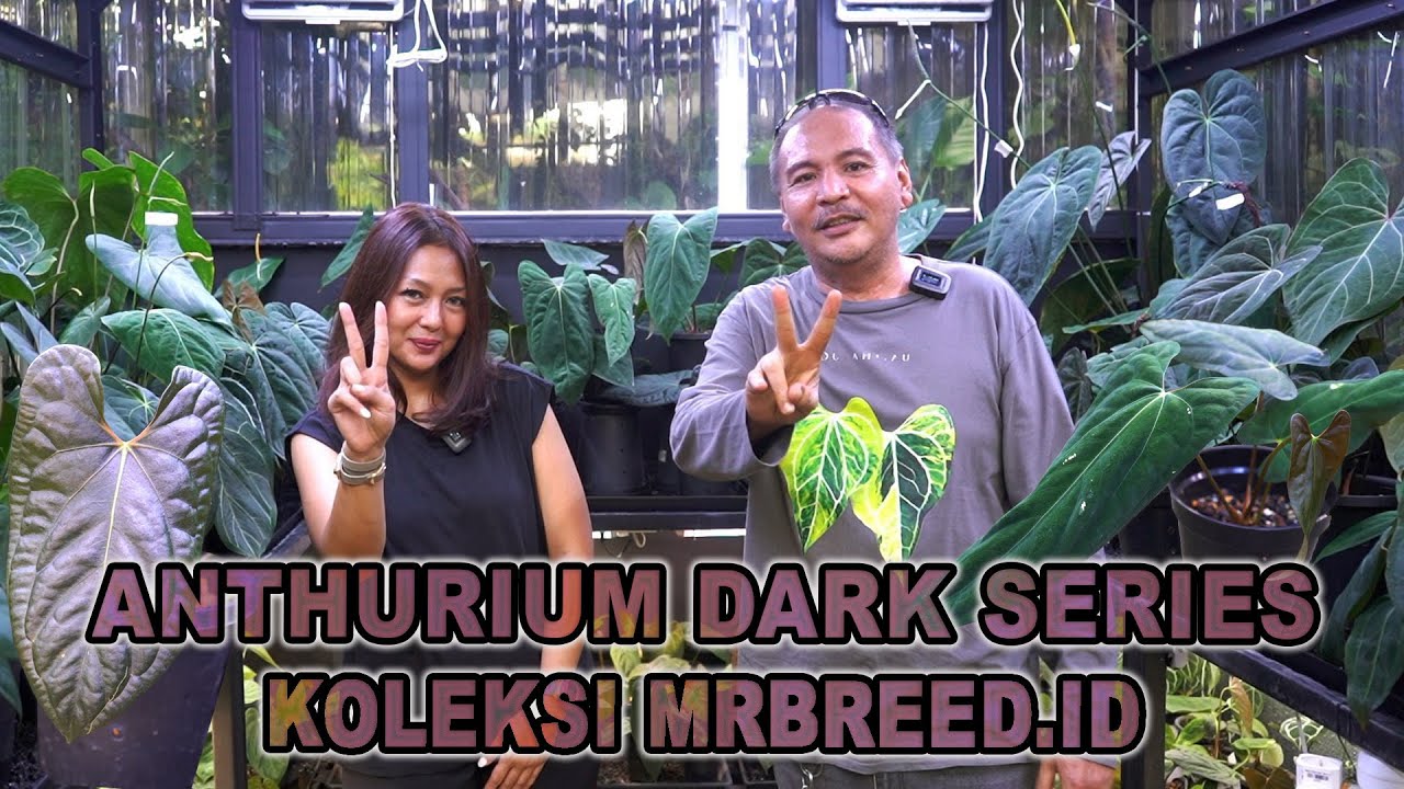 Anthurium Dark Series Koleksi MrBreed