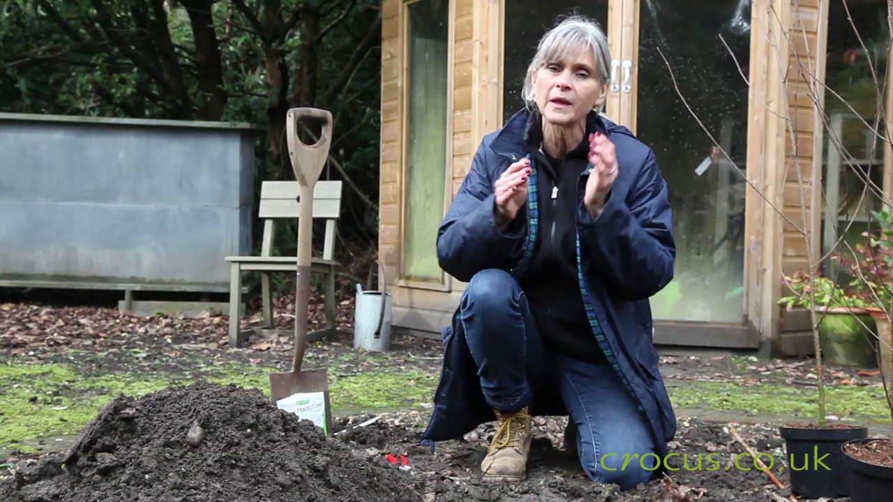 Planting betulas in 3's to create a multi-stemmed effect