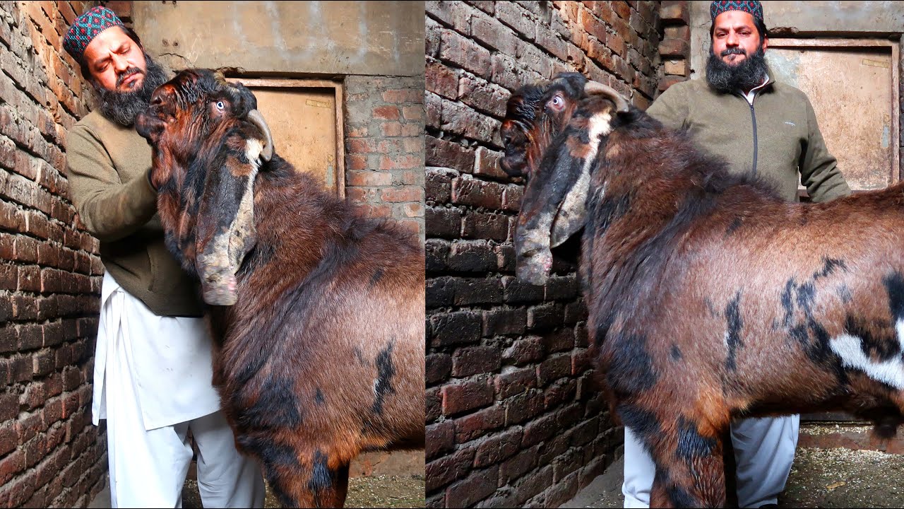 Big Size Amritsari Beetal Breeder Goats Of Mian Imran Lahore 2022