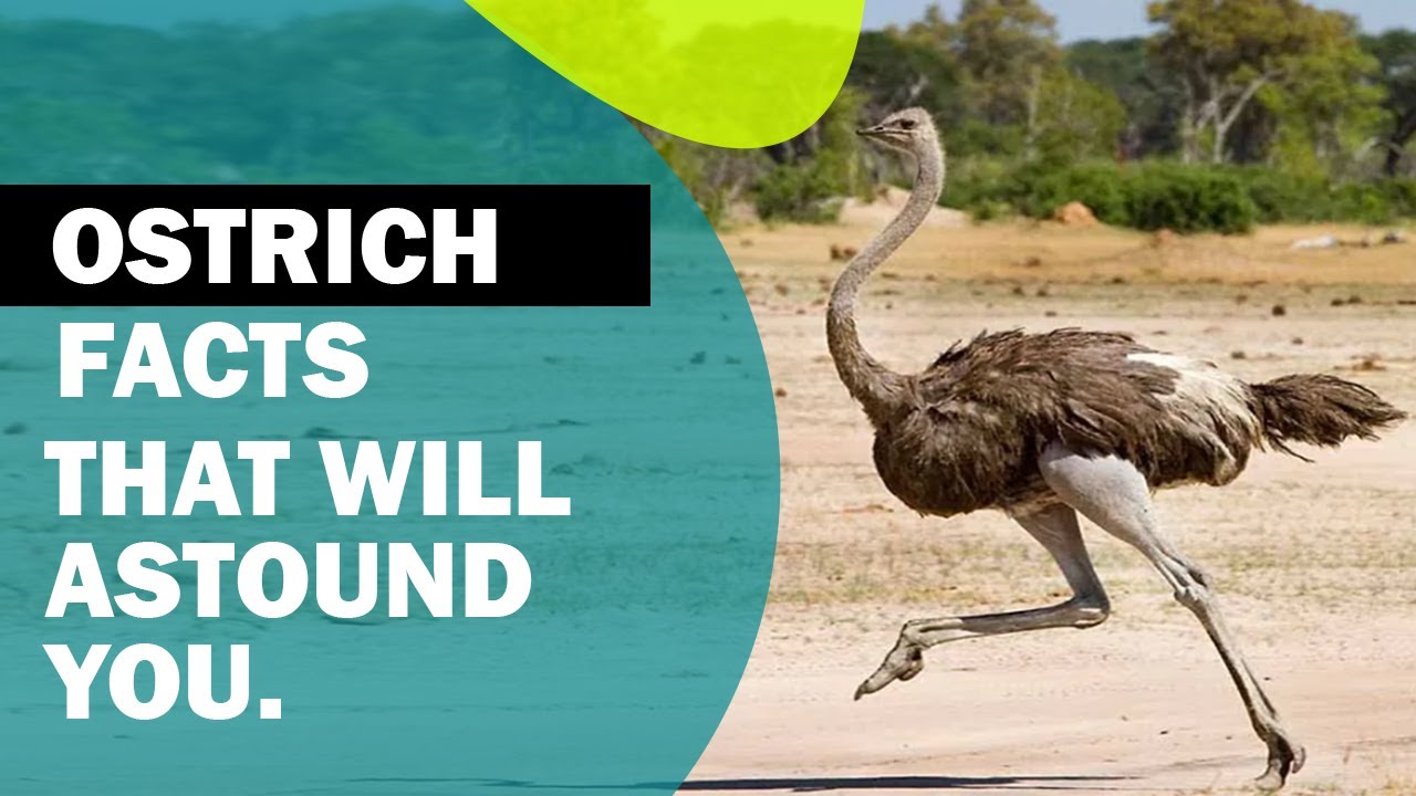 4K Ostrich the Flightless Bird I Facts That Will Astound You