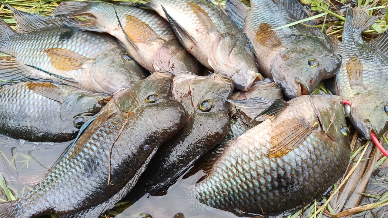 Elas estavam escondidas dentro da taboa só saiu acará de morro gigante #acara,#pescacombambu 🎣