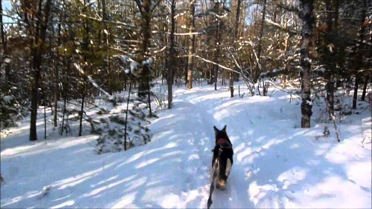 A Dogs Life Skijoring