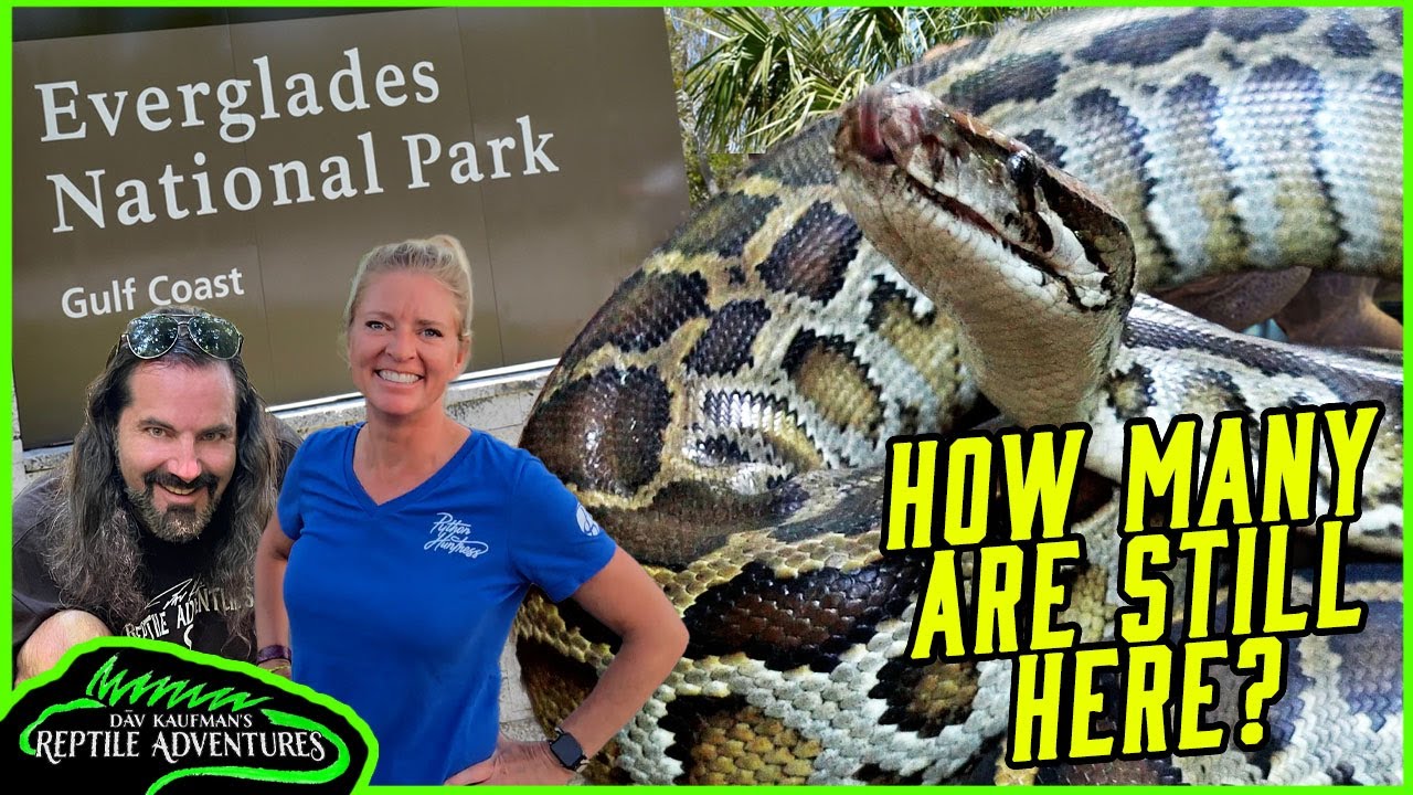 SEARCHING FOR GIANT PYTHONS IN THE EVERGLADES!