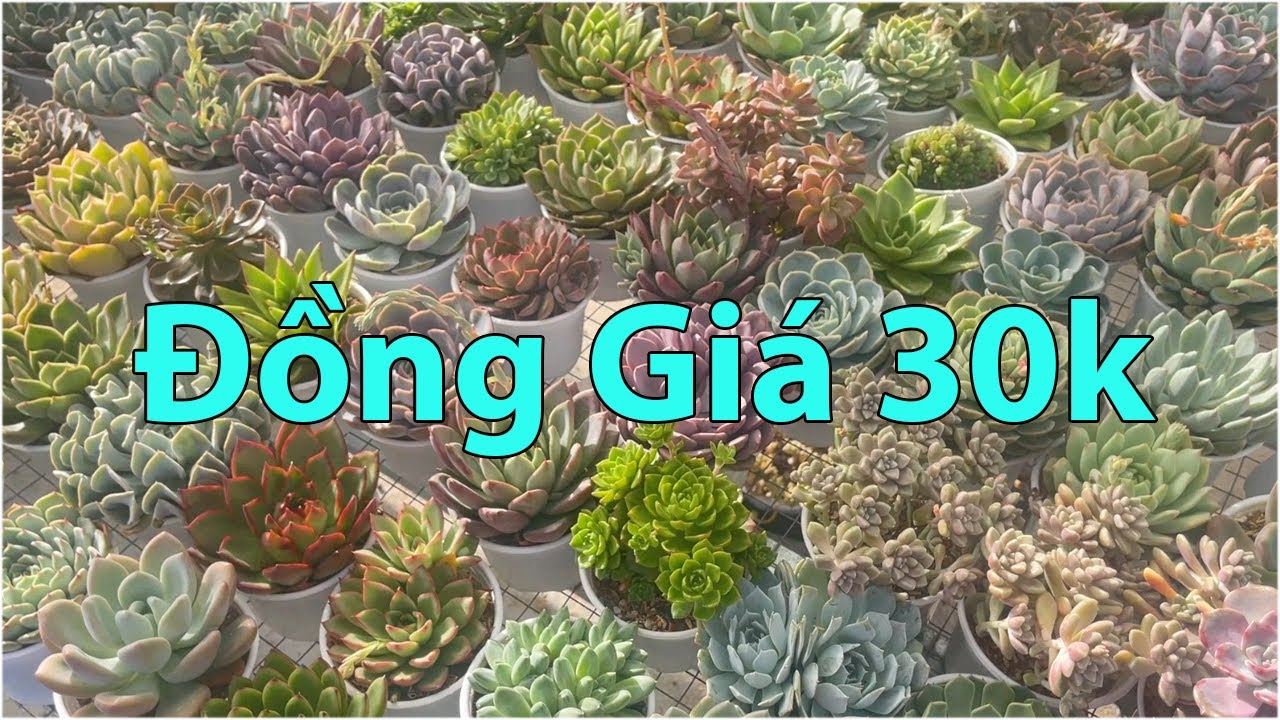 Những cây sen to đẹp giá rẻ | succulent Gia Nghia