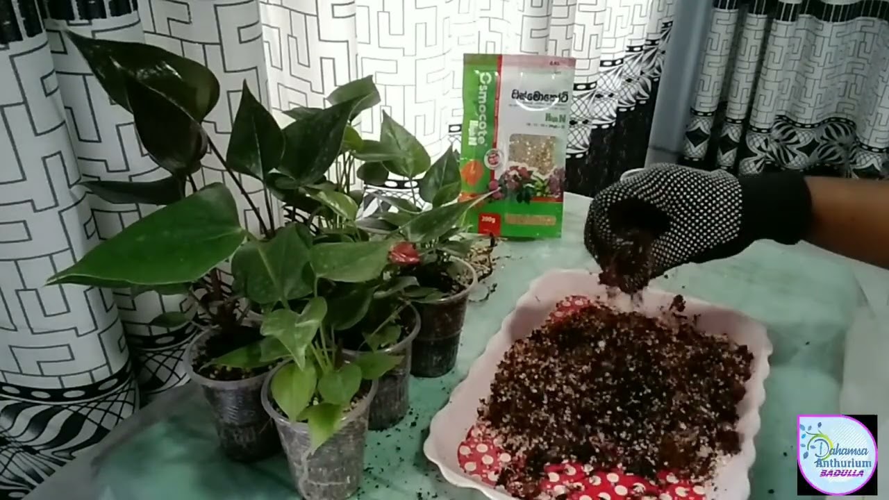 දහම්සා ඇන්තූරියම් 