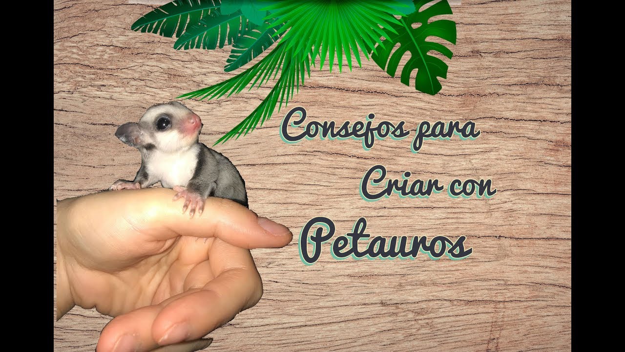 Reproducción de petauros: Consejos para criar sugar gliders
