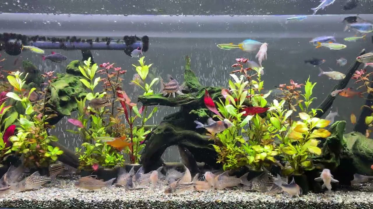 Relaxing Aquarium 1670 / 熱帯魚50種混泳水槽 アクアリウム ディナータイム 4K