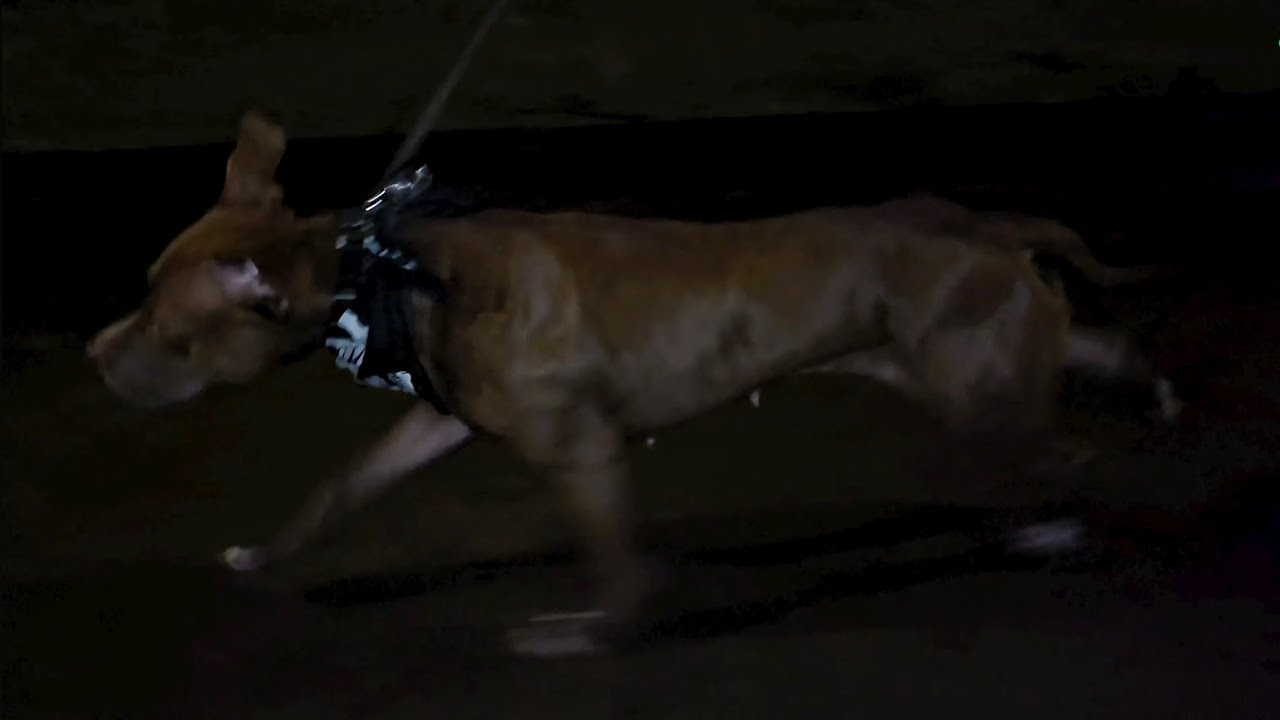 🌜☠️ Lena loves her power walks🐾🐾