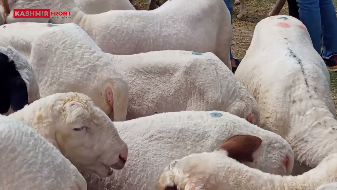 Explore Srinagar's Eidgah Market before Eid ul Adha, where sacrificial animals are on sale