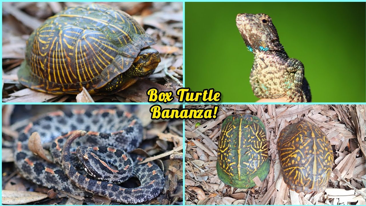 I Found All the Box Turtles Again, and No, You Still Can't Have Any!