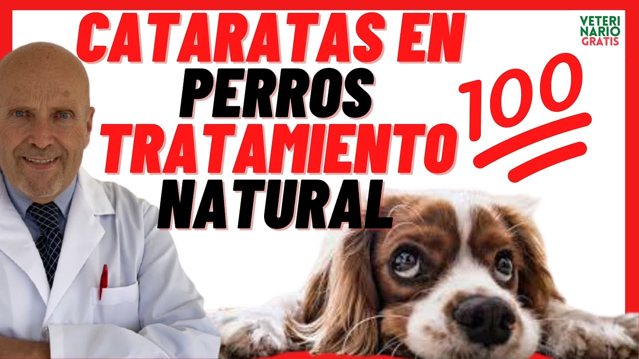 ✅ CATARATAS en PERROS TRATAMIENTO 💯  NATURAL ✅