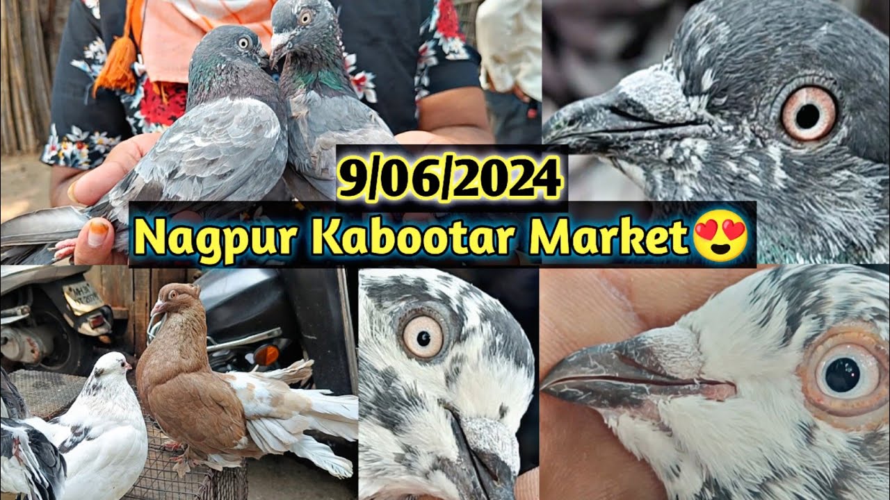 9/06/2024 Ka Nagpur Kabootar Market😍 | High Flyer Pigeons | Aniruddha Alone