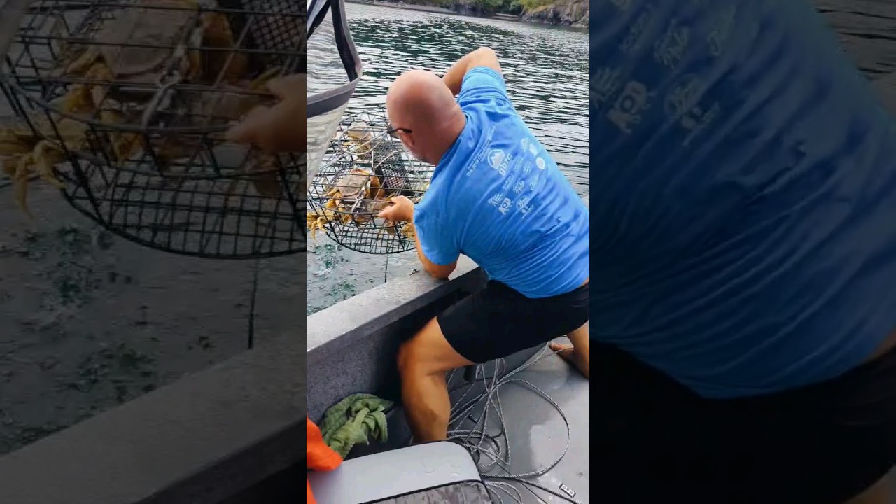 Вытаскивание краба Дандженесса в заливе Пьюджет-Саунд, штат Вашингтон