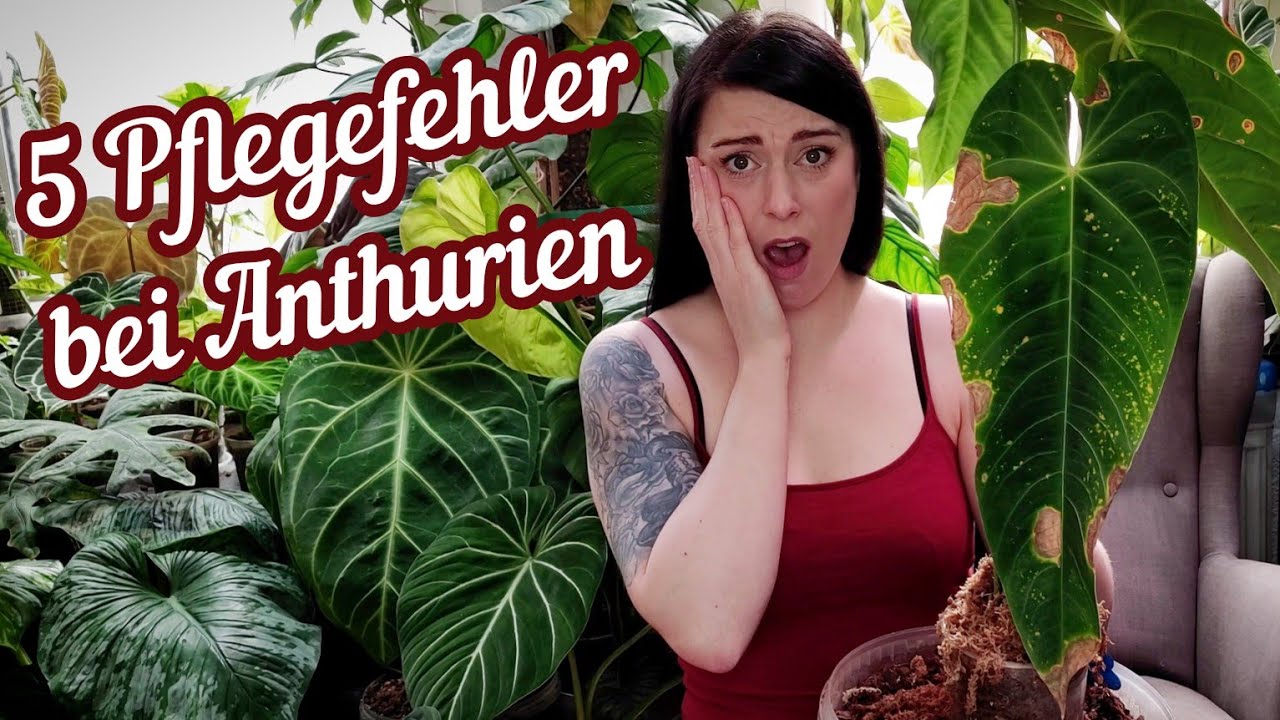 Gelbe Flecke, Ränder und Pilz | 5 Fehler bei Anthurien und meine Tipps