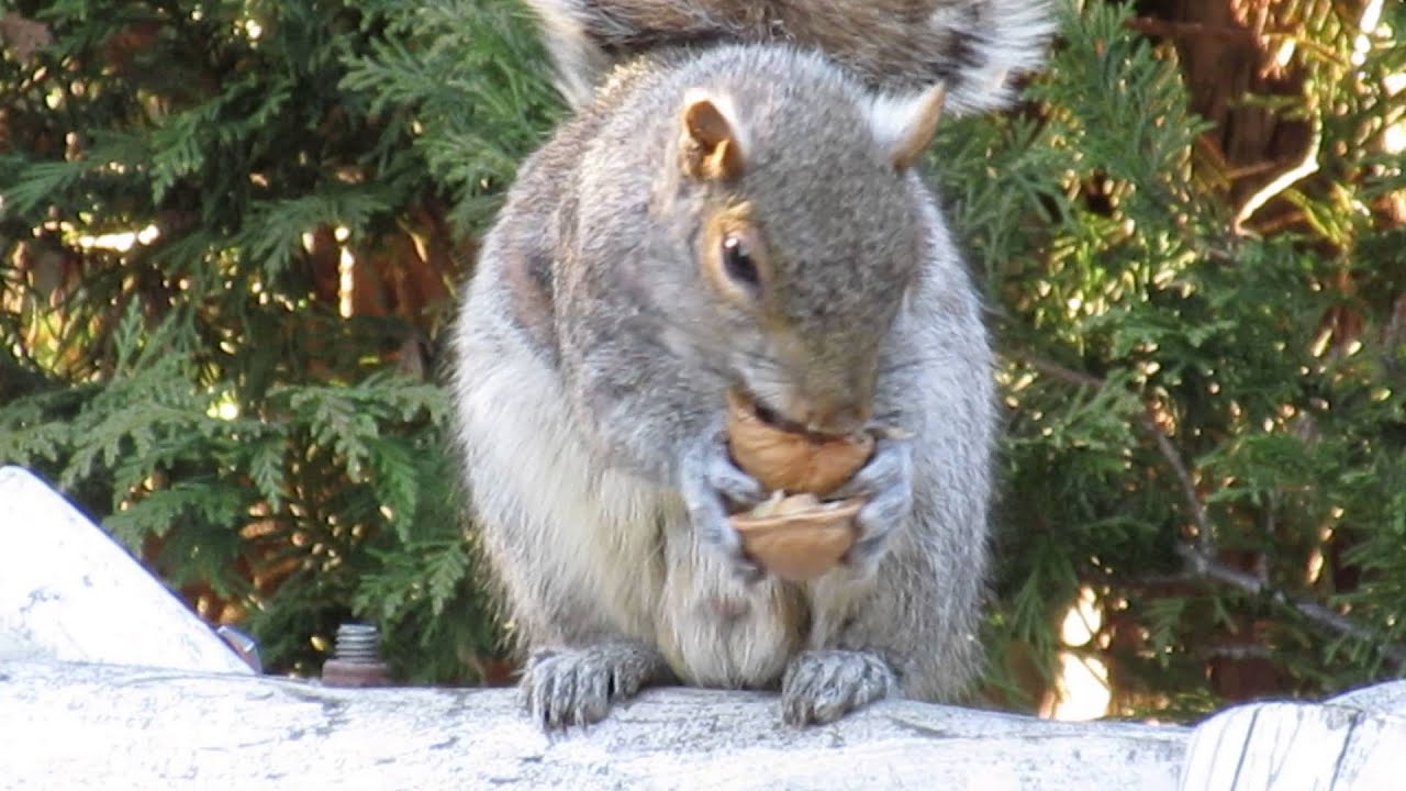 THE BEST CLOSE UP of Squirrel Eating a Walnut in HD!