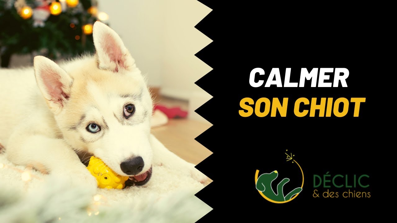 Comment calmer un chiot agité ?