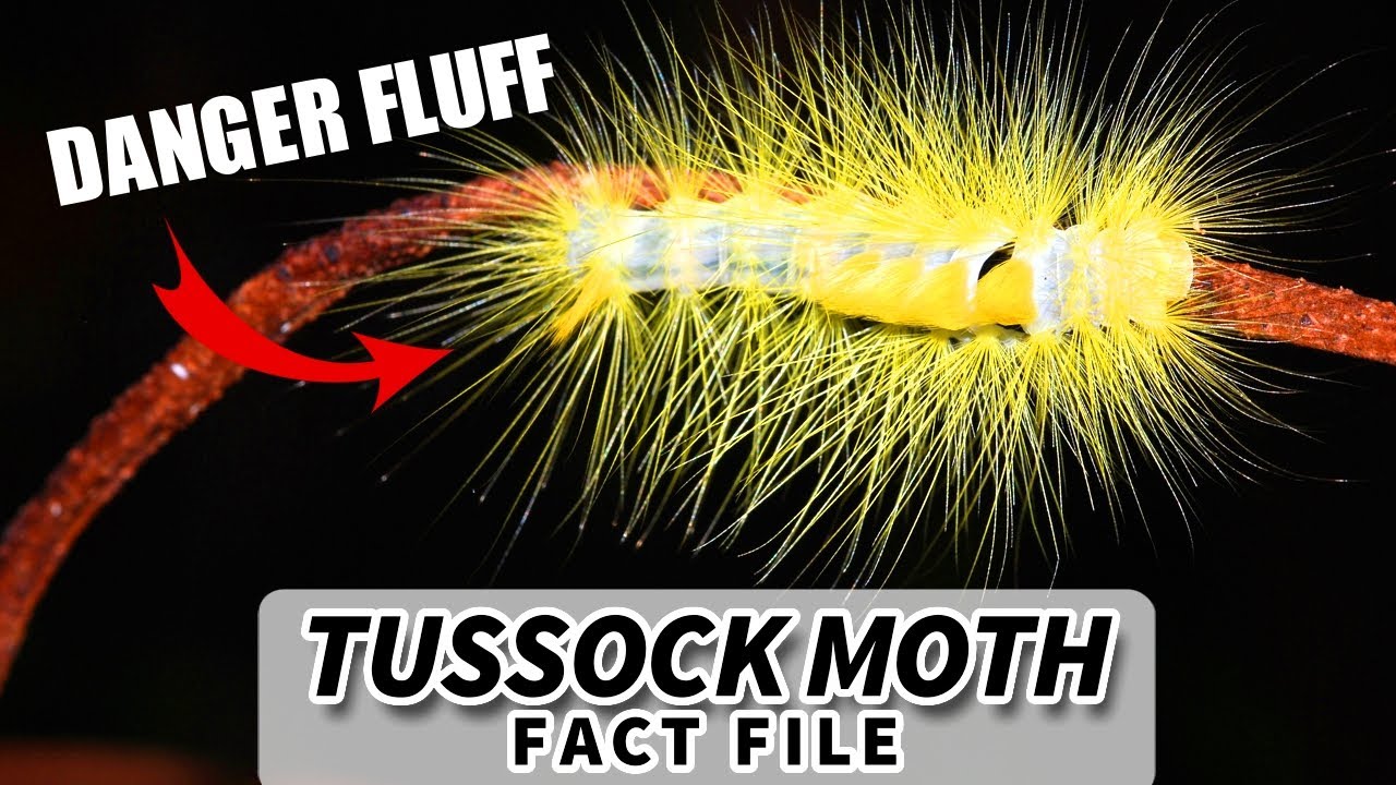 Tussock Moth Facts: DANGER FLUFF | Animal Fact Files