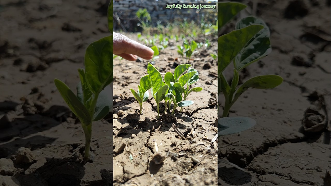 The cluster bean plants have grown so big #nature #farming #clusterbeansplants #shorts
