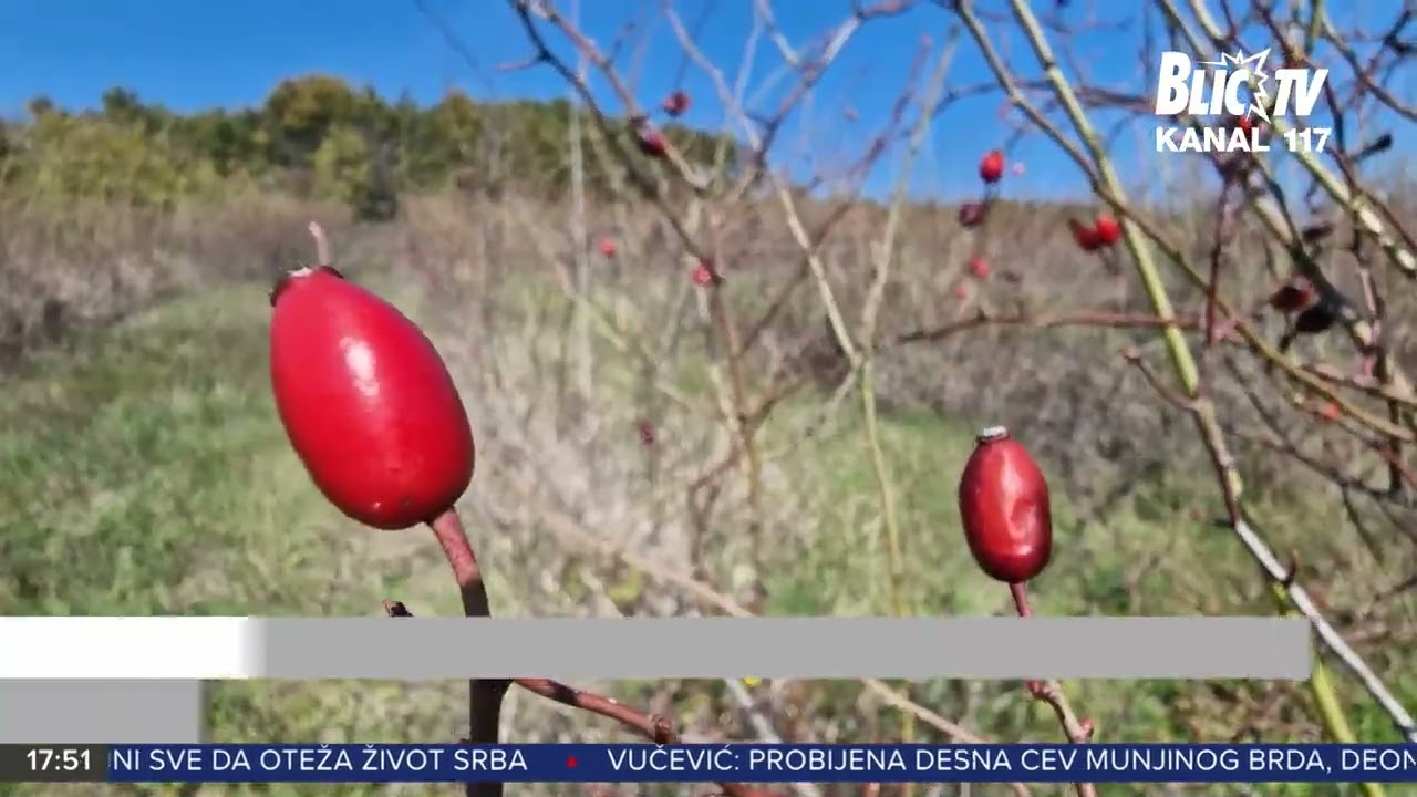 Uzgoj šipurka - sve unosniji posao, KAŠE I DŽEMOVI SVE TRAŽENIJI | VESTI