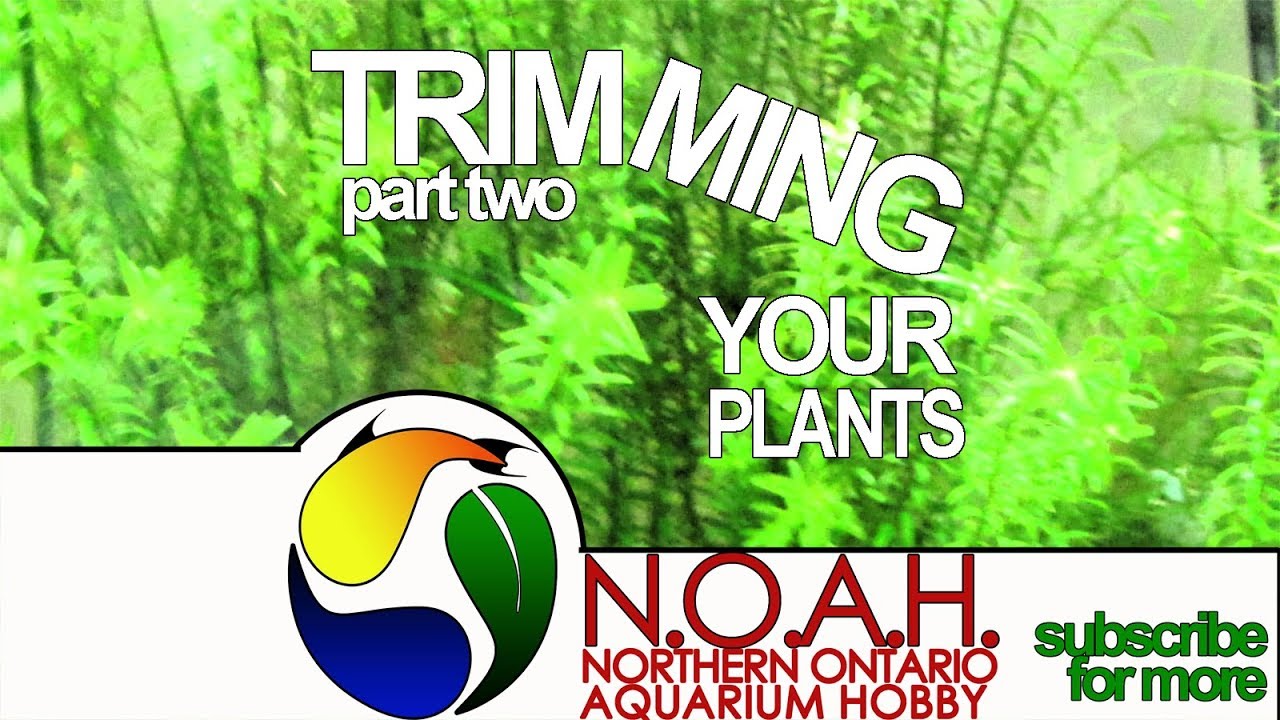 How to Trim Aquatic Plants 🌿 Trimming Rosettes, Carpets, Rhizome 🌿 Foundations in Aquascaping