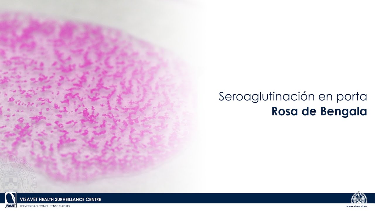 Seroaglutinación en porta. Rosa de Bengala