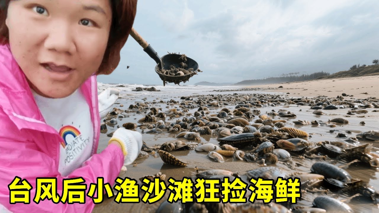台风“送”的疯狂海鲜宴！沙滩海螺堆成山，小仙扛麻袋狂捡到天黑！【渔小仙】