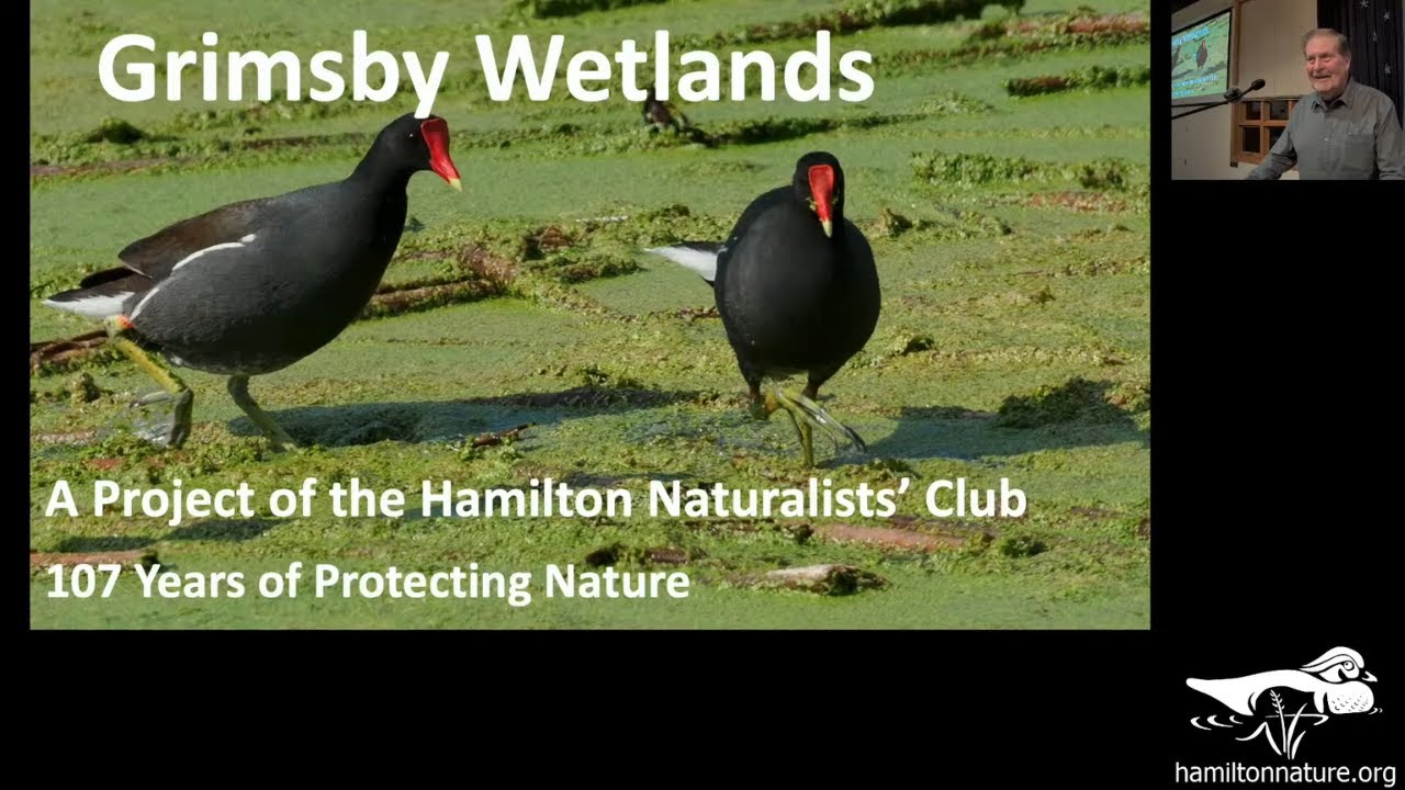Monthly Meeting: Grimsby Wetlands