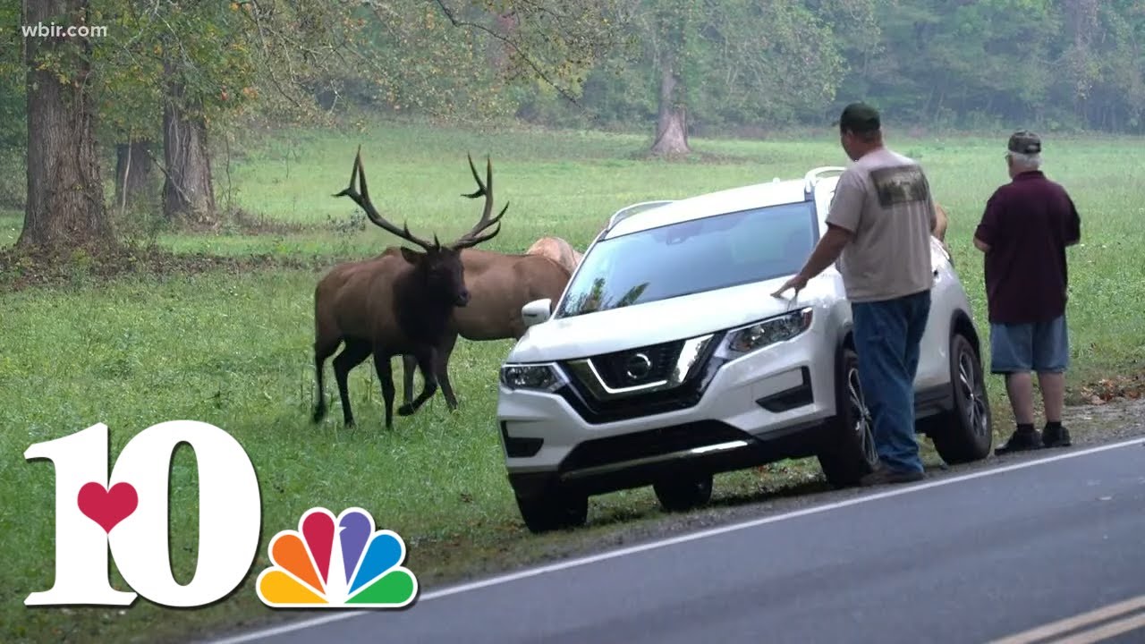 The dos and don'ts for watching elk in the Smokies