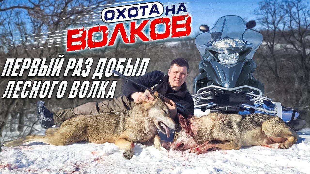 охота на волков!волки 