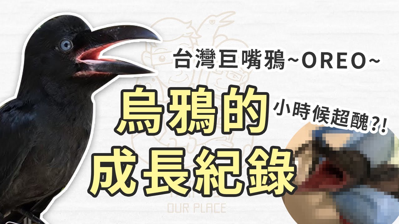 【烏鴉OREO成長紀錄】_烏鴉小時候長這樣?!  _ 我們家