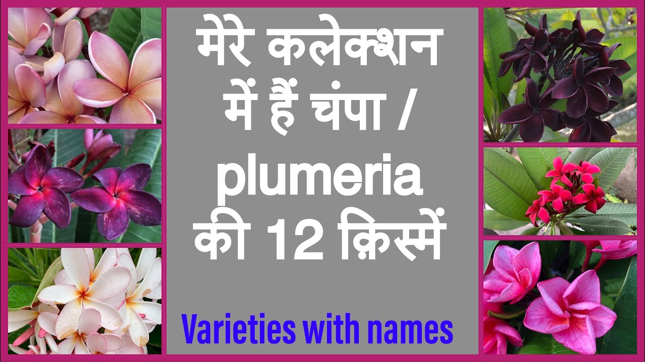 12 plumeria/ champa varieties from my collection with names ॥मेरी चंपा / फ्रांगीपानी की 12 क़िस्में