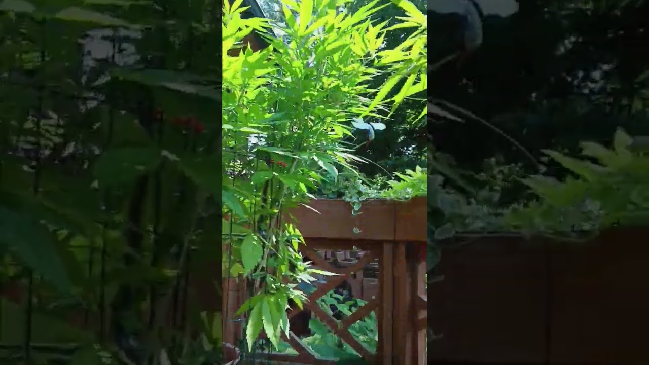 Garden of eden canopy walk thru! #nostalgia #plants #greenthumb #420 #Garden @SmartPots