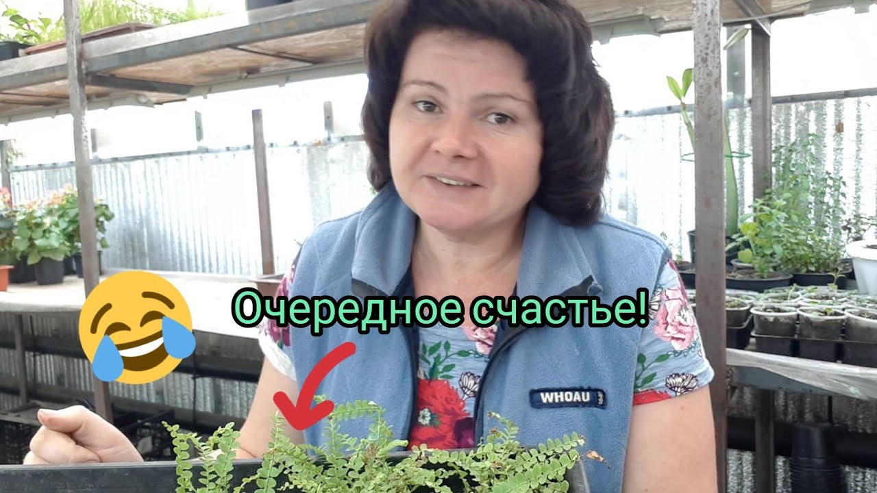 Спасаю, делю и пересаживаю MIX папоротников.