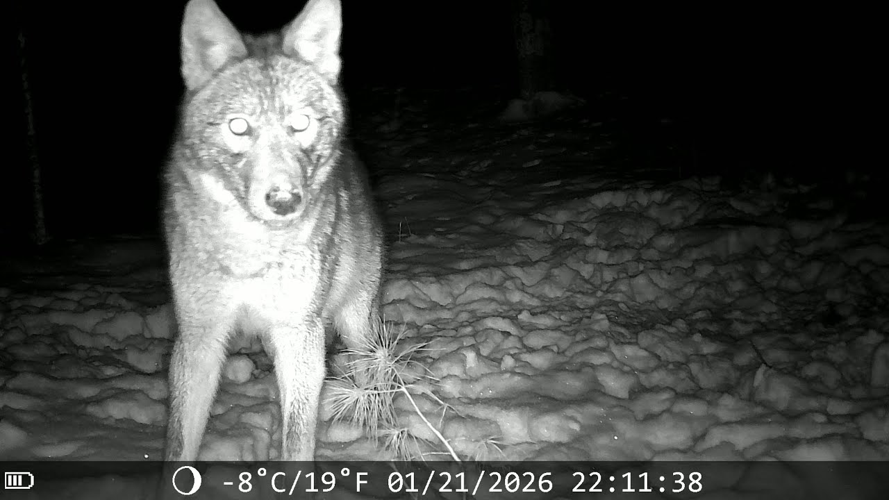 Animals of late Jan and early Feb 2026