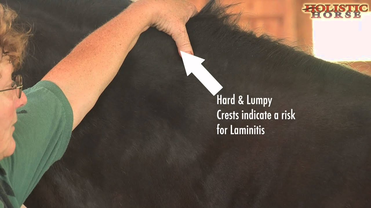 Spotting IR in a Horse