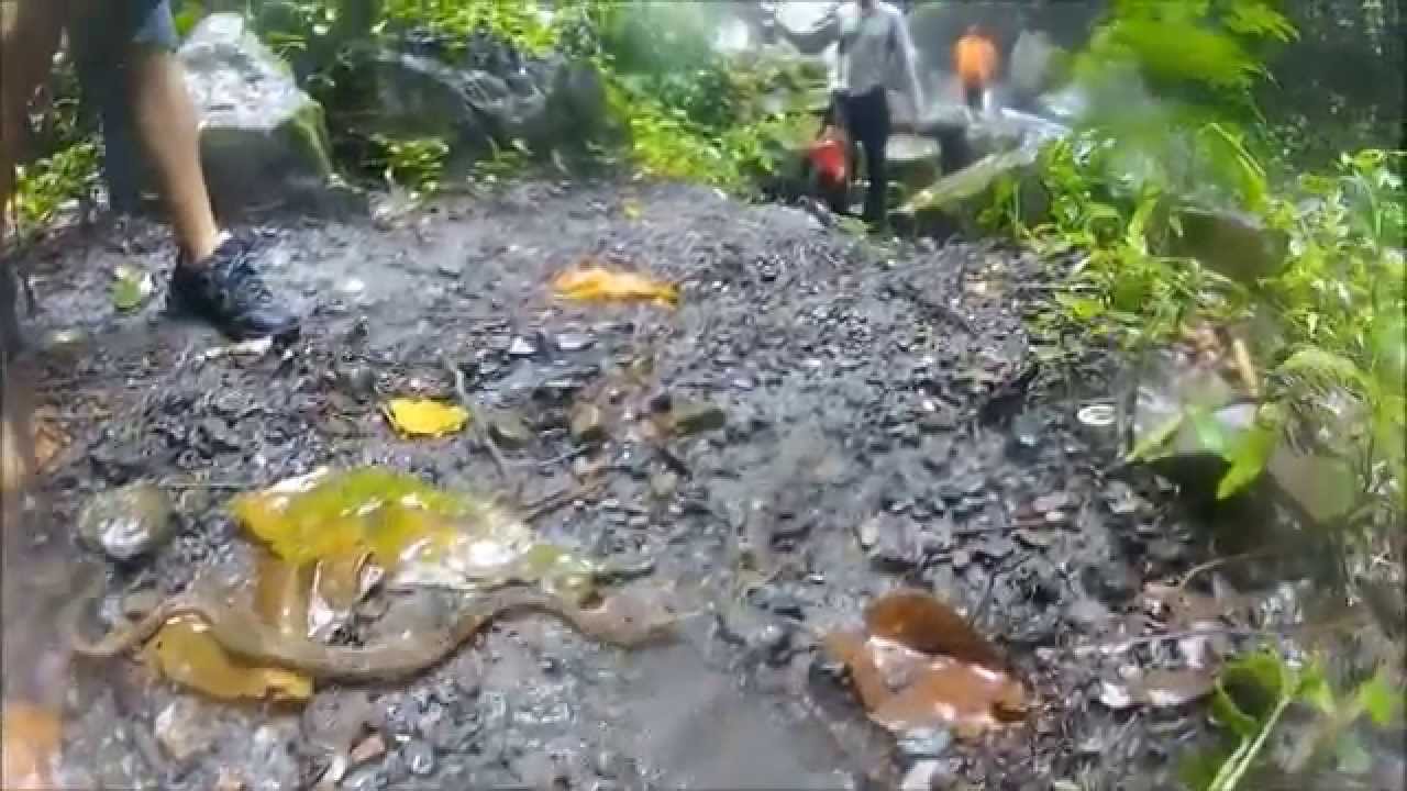 mapanare Bothrops